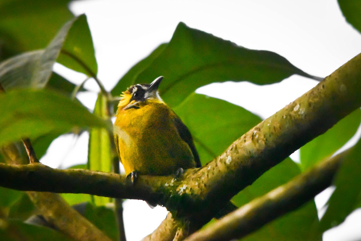 Yellow-eared Bulbul - ML617229299