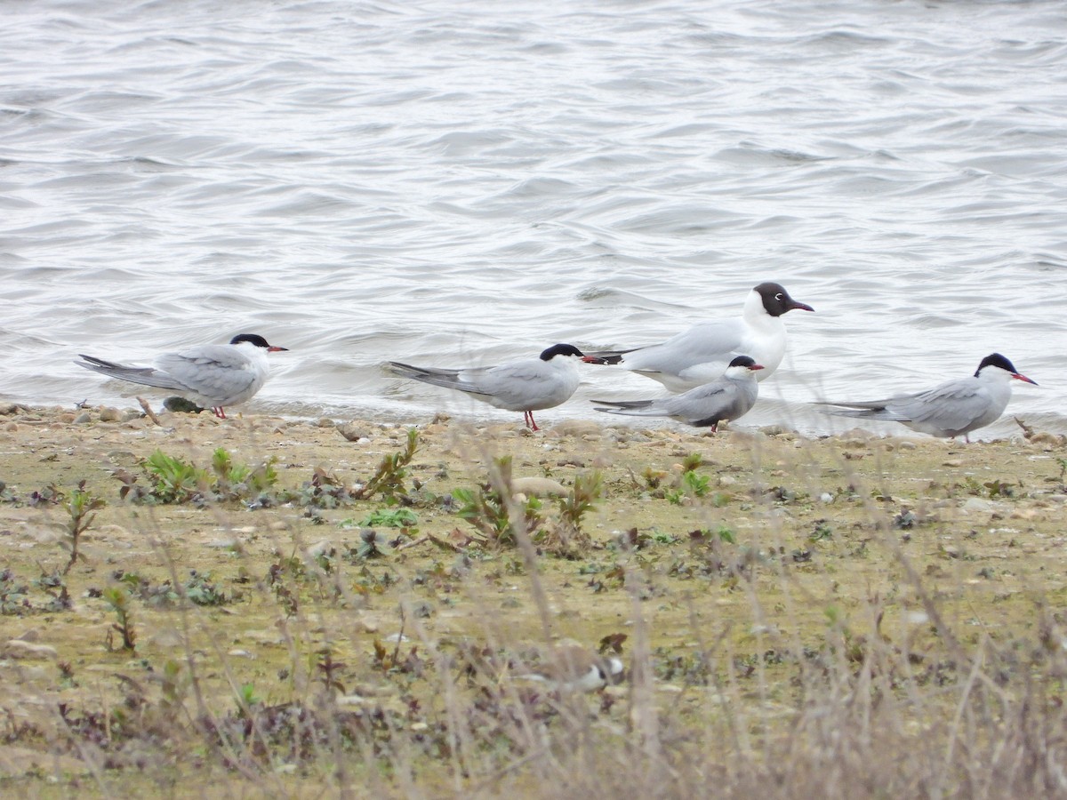 Whiskered Tern - ML617229310