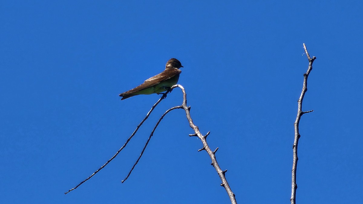 Northern Rough-winged Swallow - ML617229400