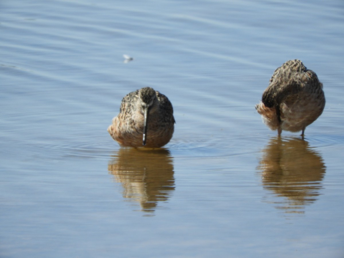 Long-billed Dowitcher - ML617229455