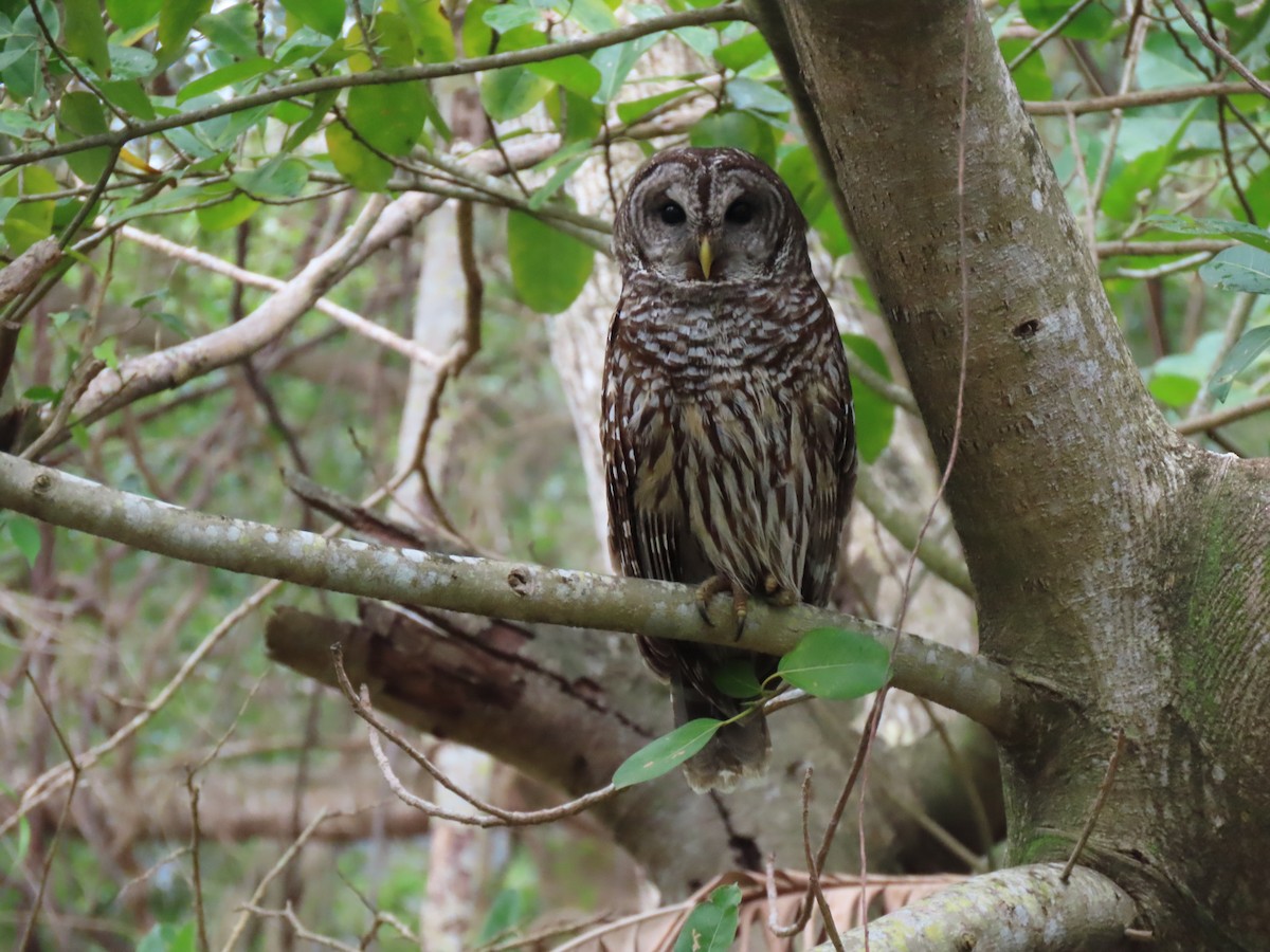 Barred Owl - Joel Mccloskey