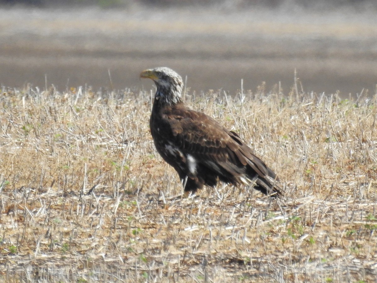 Ak Başlı Kartal - ML617229484