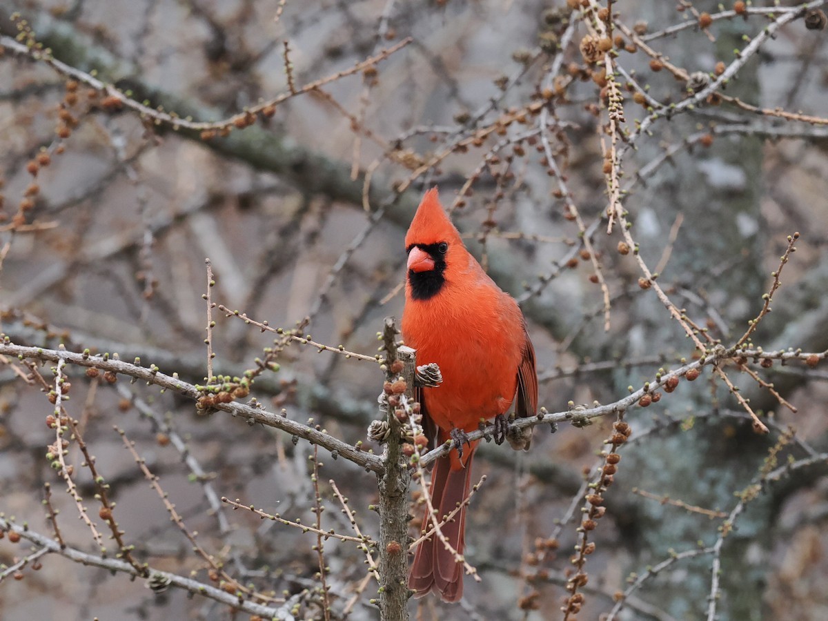 Northern Cardinal - ML617229491