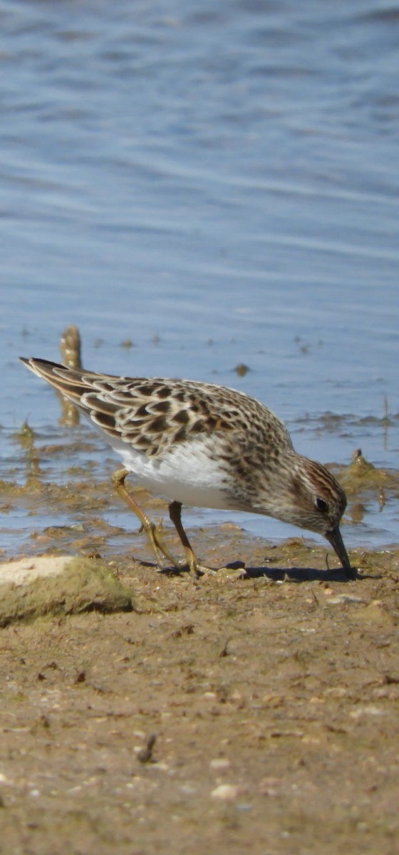 Least Sandpiper - ML617229500