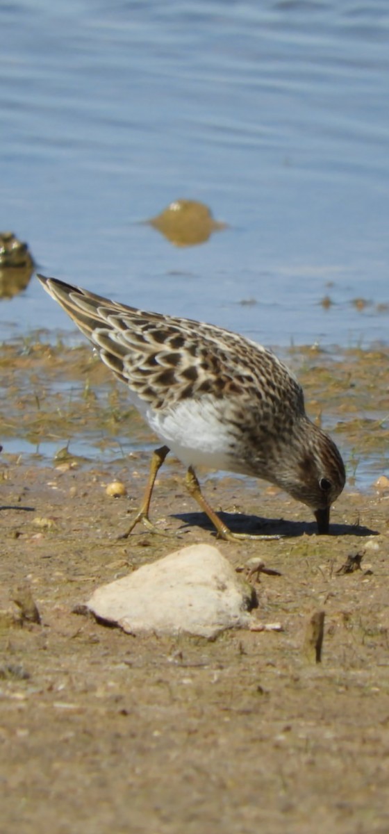 Least Sandpiper - ML617229501