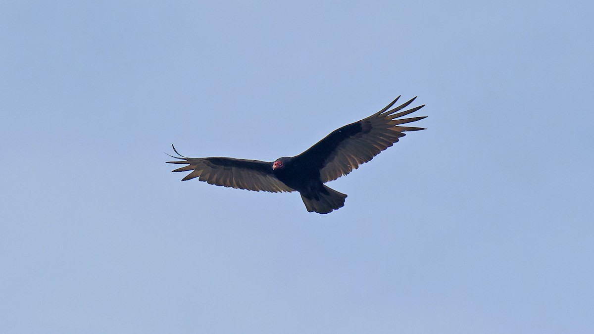 Turkey Vulture - ML617229507
