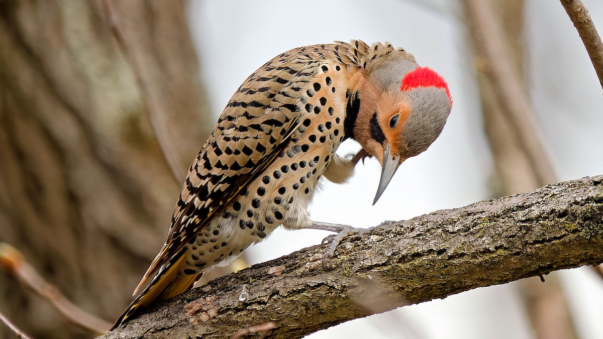 Northern Flicker - ML617229518