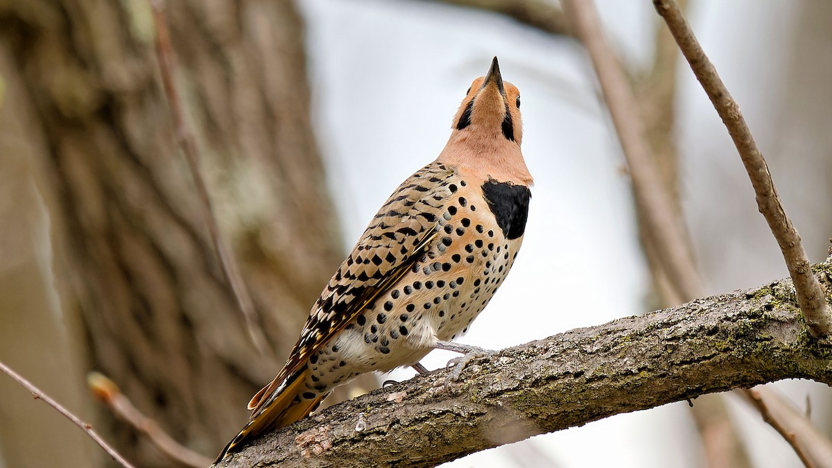 Northern Flicker - ML617229519