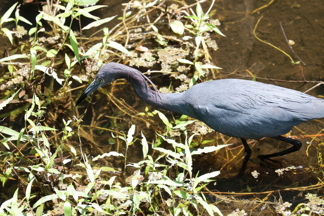 Little Blue Heron - ML617229552