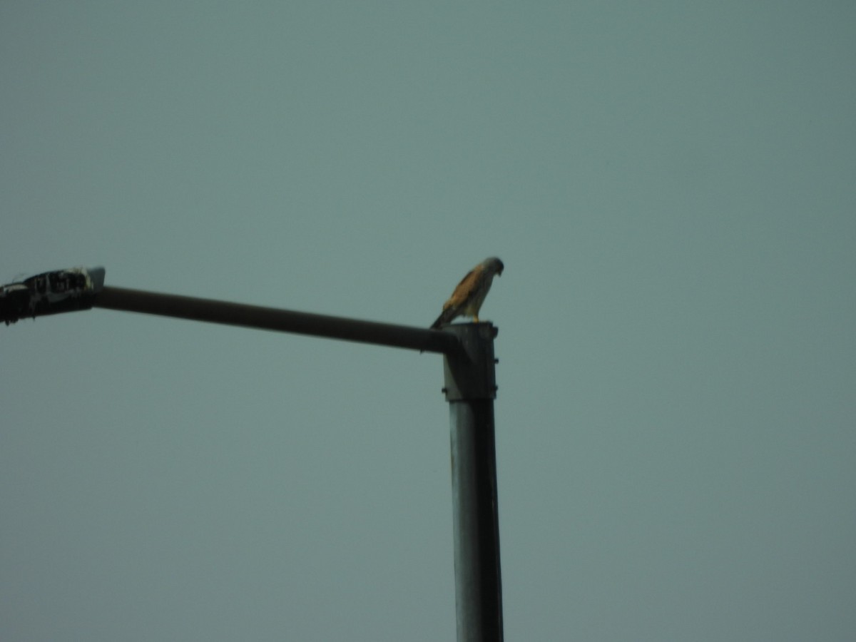 Eurasian Kestrel - Zuzana Kobesova