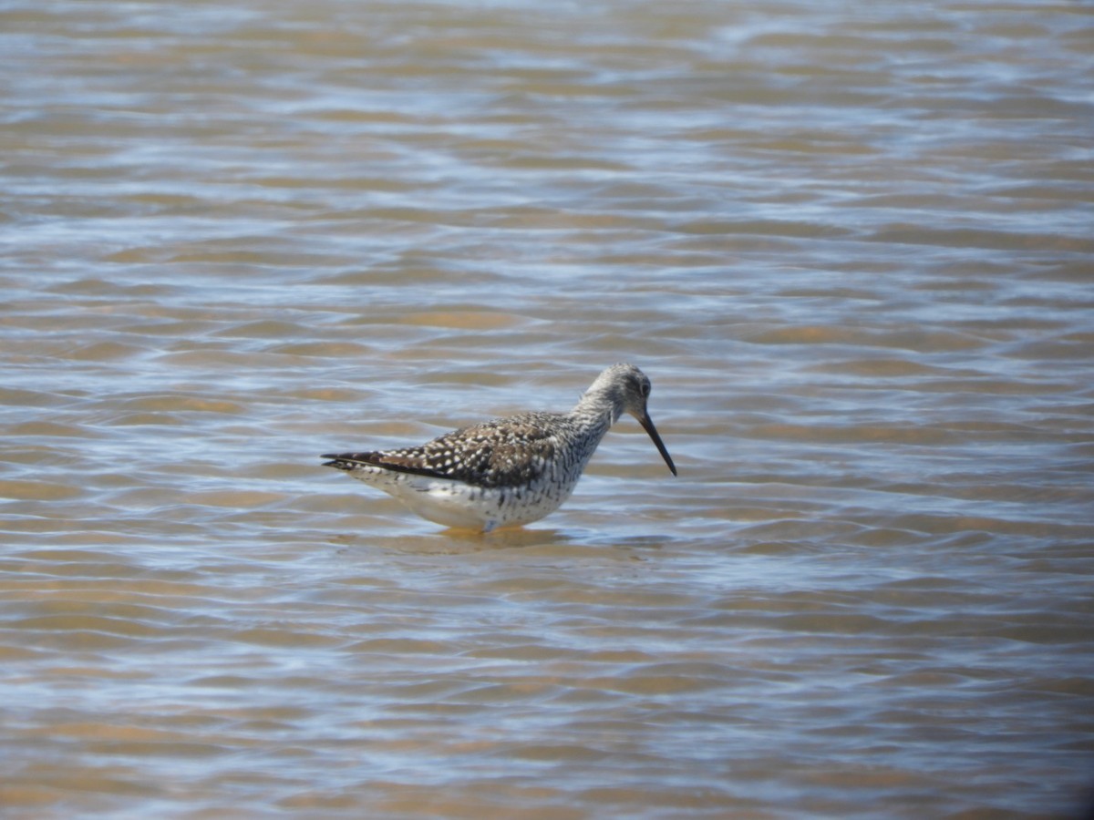 Greater Yellowlegs - ML617229560