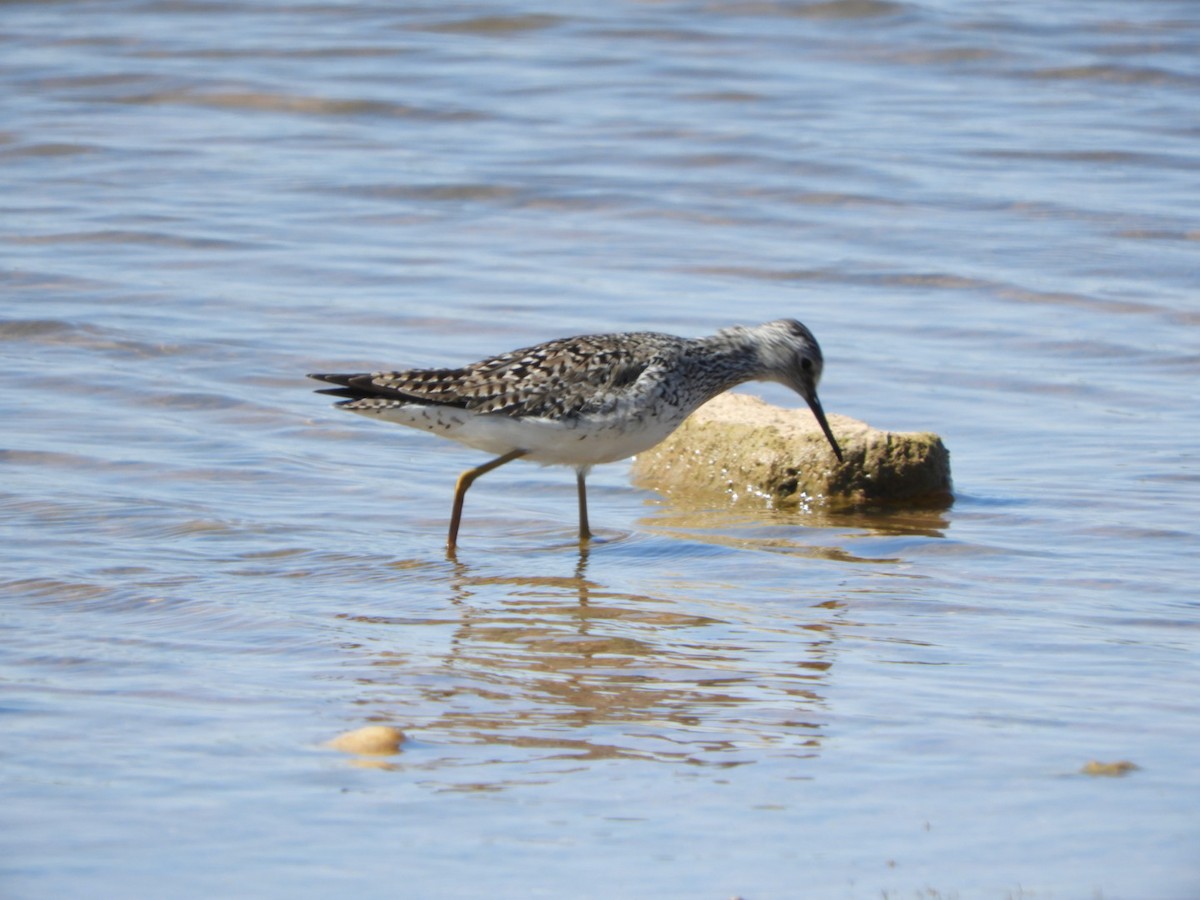 Greater Yellowlegs - ML617229561