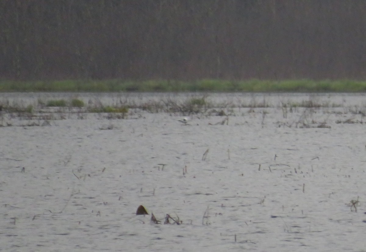 Bonaparte's Gull - ML617229578