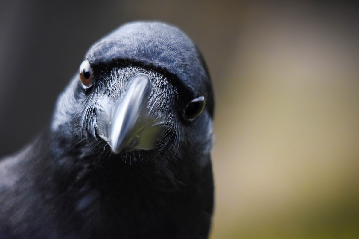 Large-billed Crow - Eliška Malcová