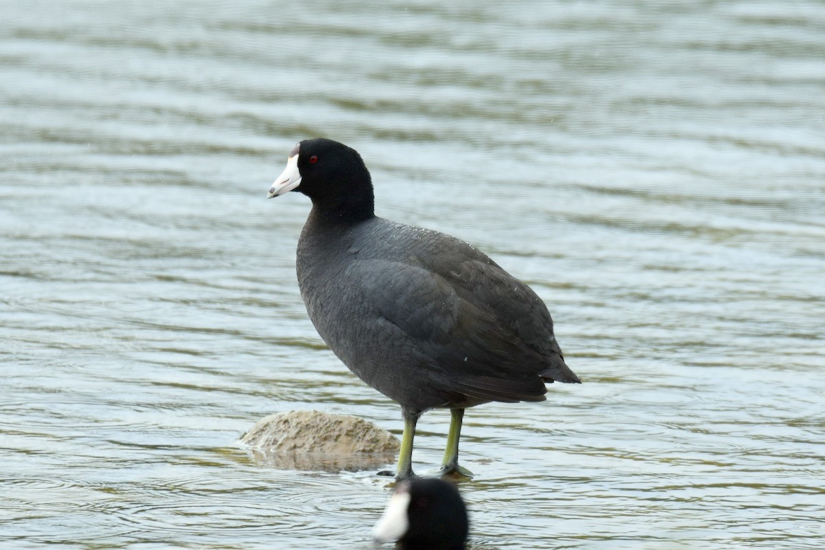 American Coot - ML617229604