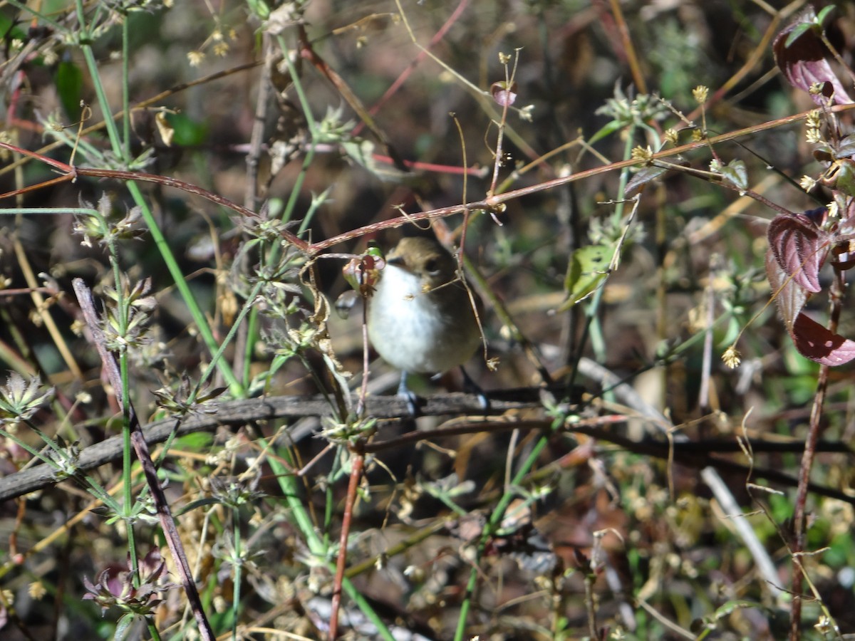 Fulvous-faced Scrub-Tyrant - ML617229610