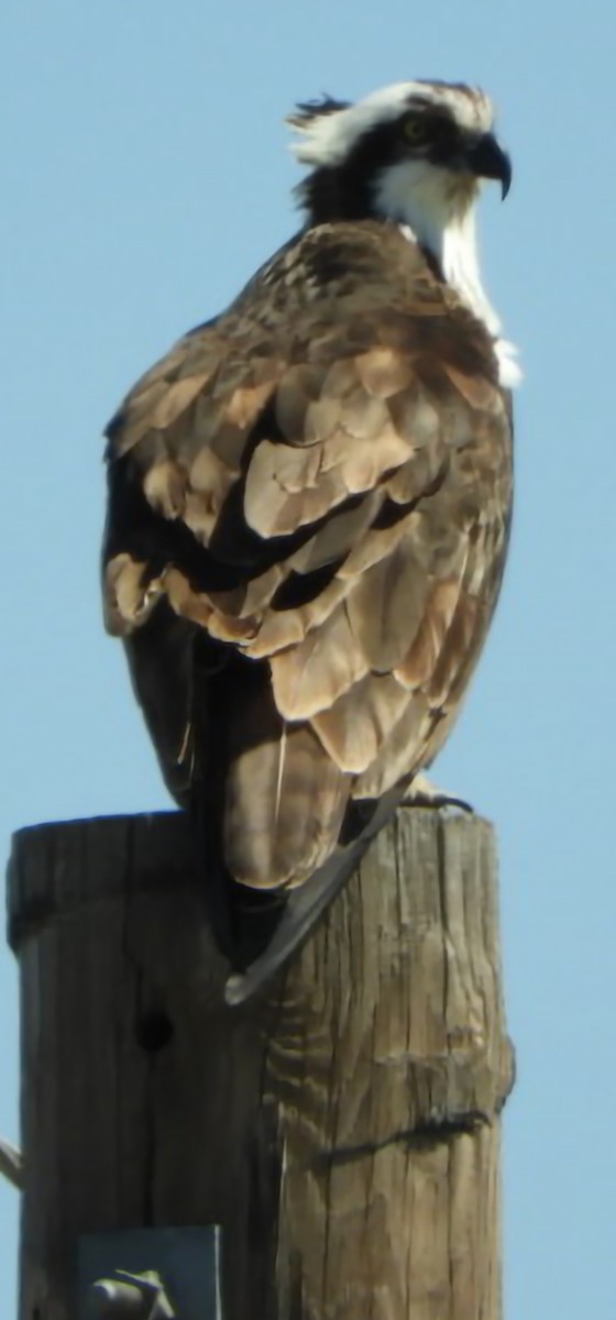 Balbuzard pêcheur - ML617229619