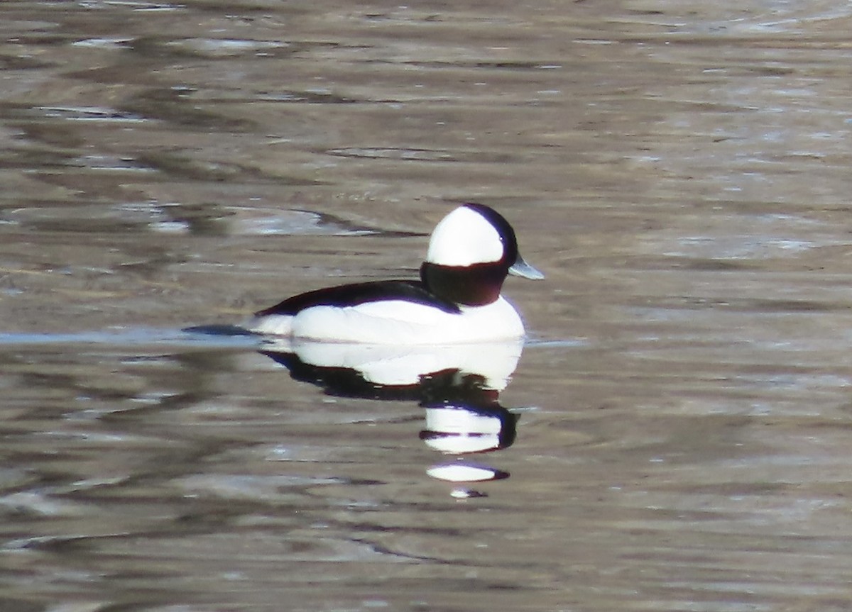 Bufflehead - ML617229633