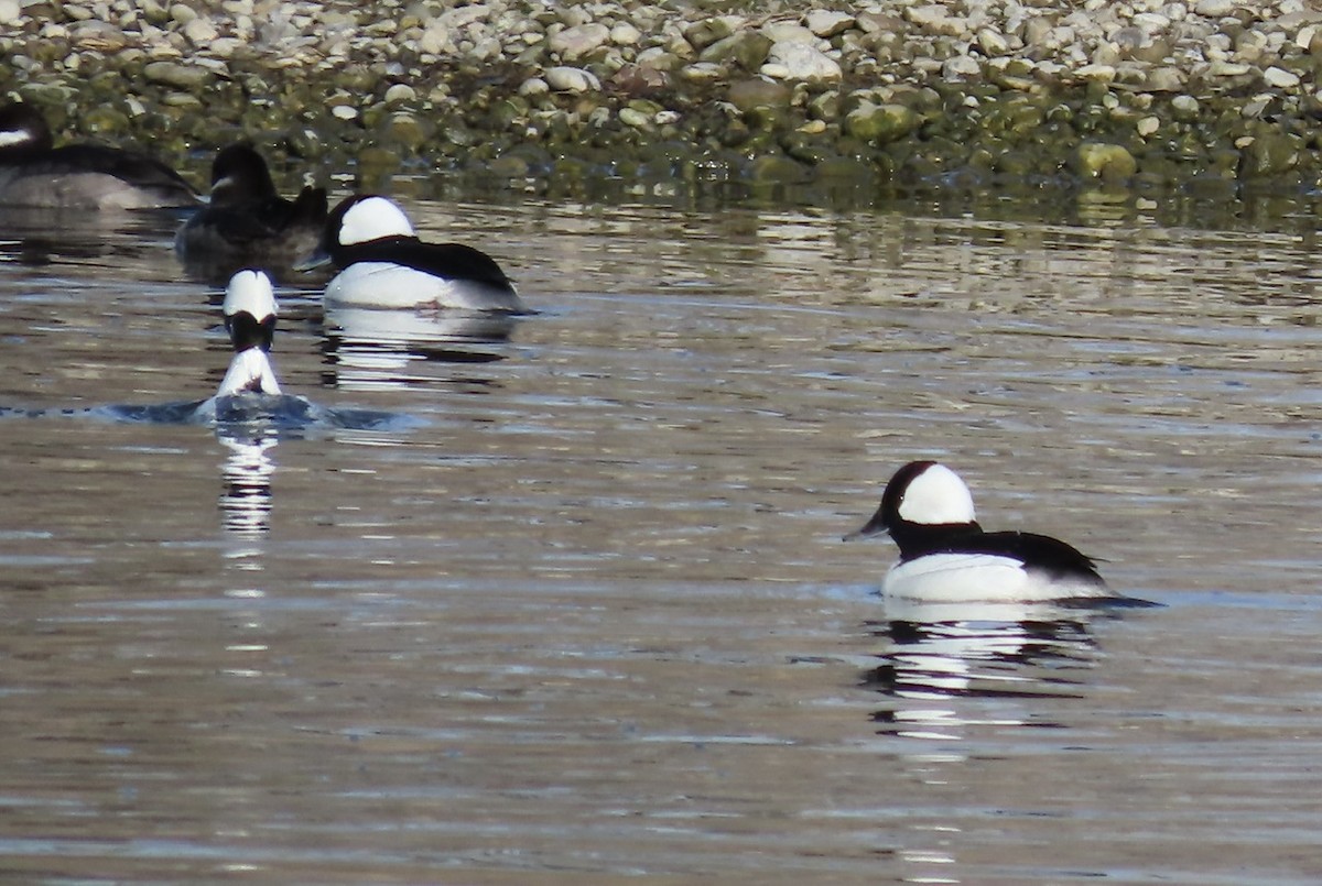 Bufflehead - Emily Dunning