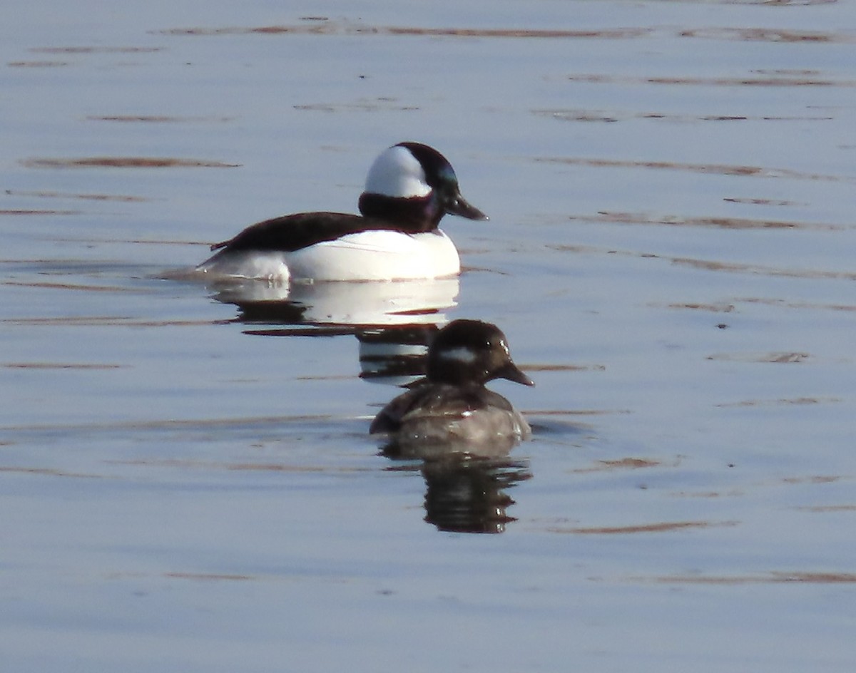 Bufflehead - ML617229636