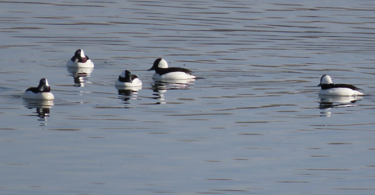 Bufflehead - ML617229637