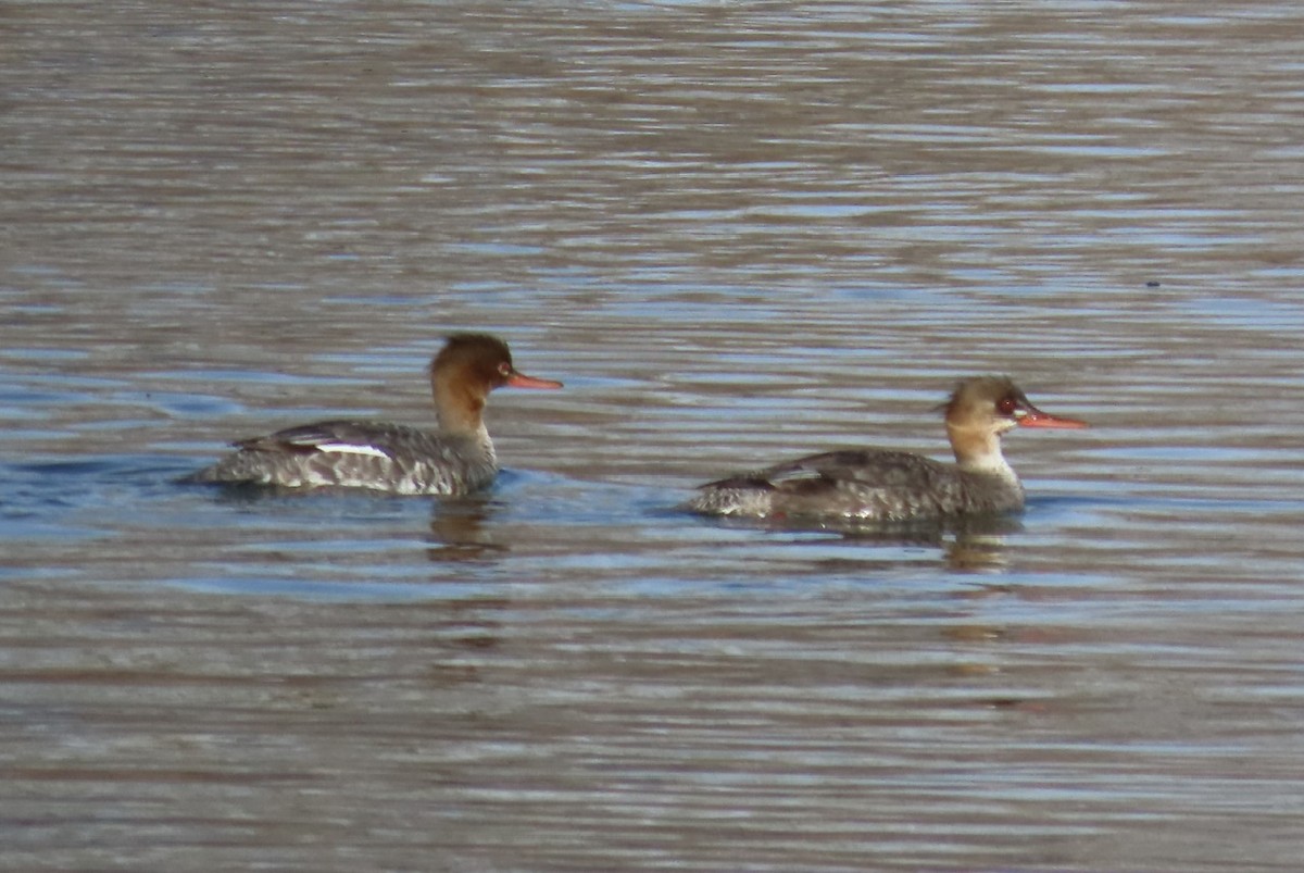 Red-breasted Merganser - ML617229674