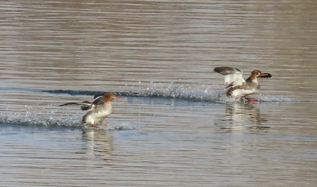 Red-breasted Merganser - ML617229675