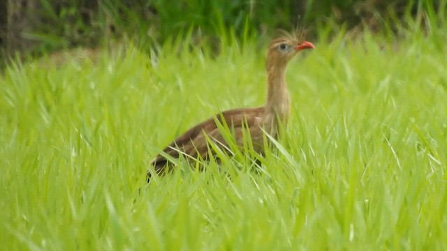 Red-legged Seriema - ML617229689