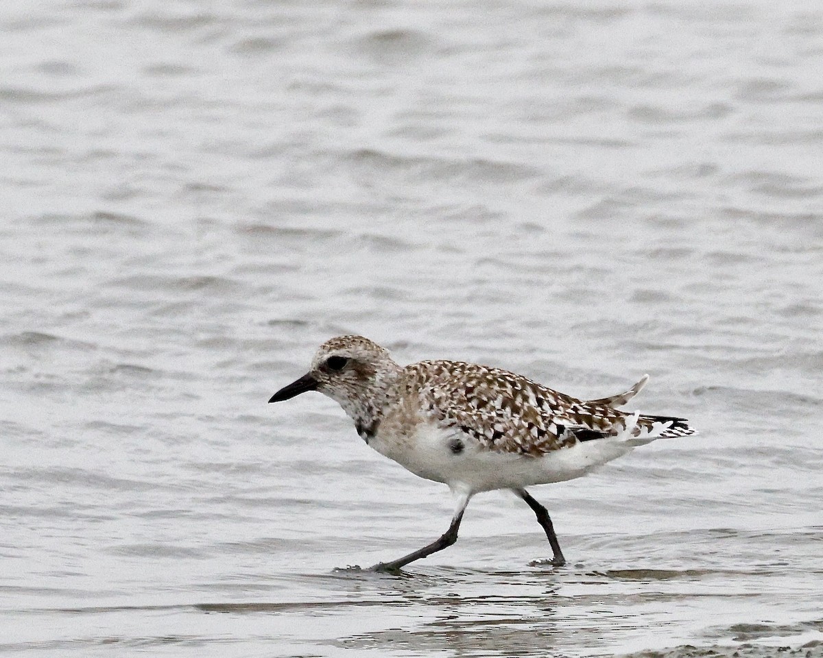 Black-bellied Plover - ML617229690