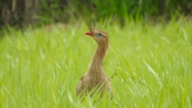 Red-legged Seriema - ML617229691