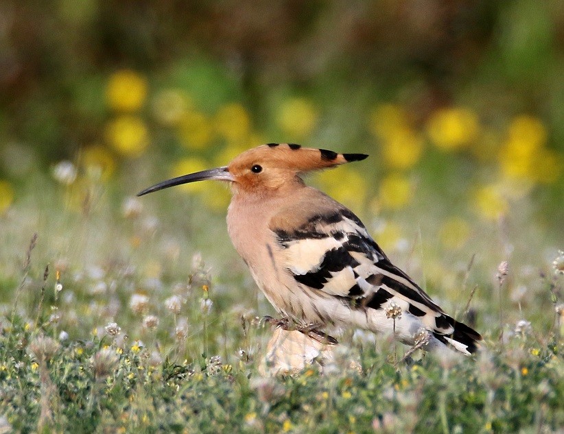 Eurasian Hoopoe - Dimitris  Kokkinidis