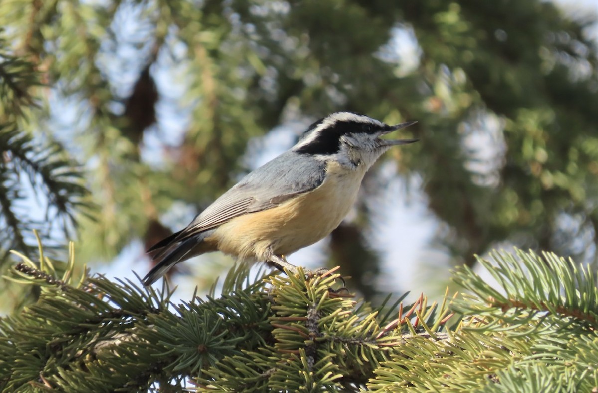 Red-breasted Nuthatch - ML617229700