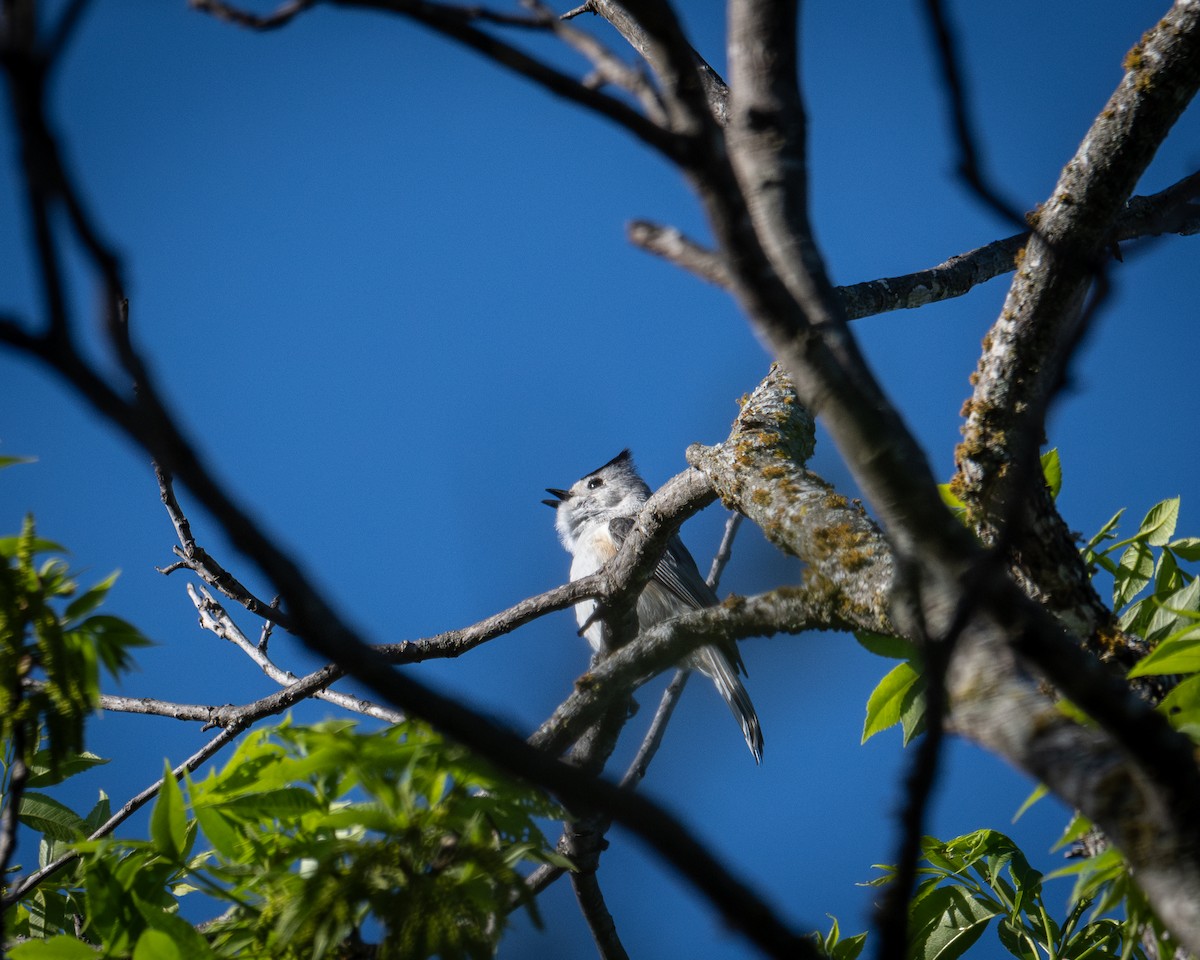 Black-crested Titmouse - Kirk Miller