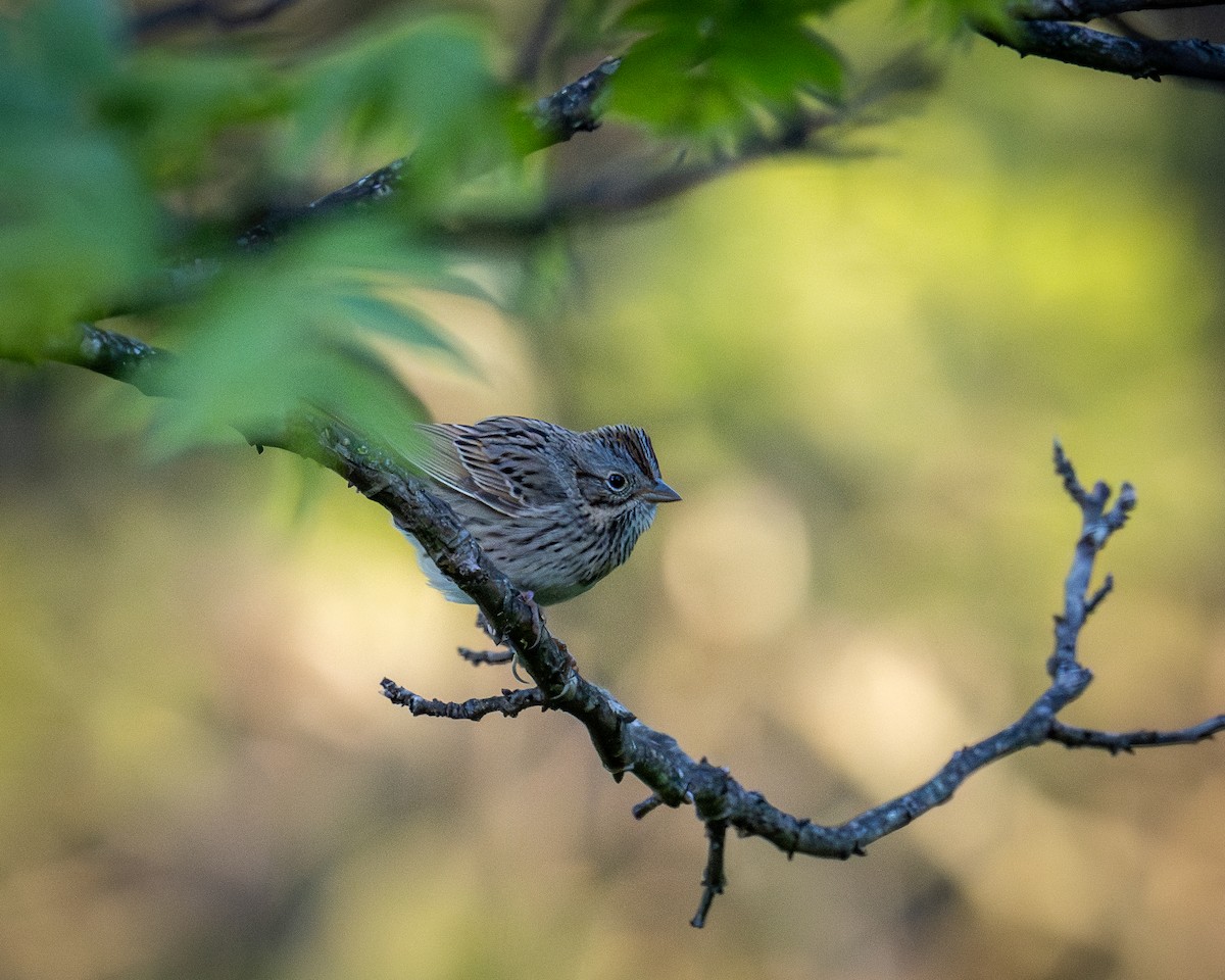 Lincoln's Sparrow - Kirk Miller