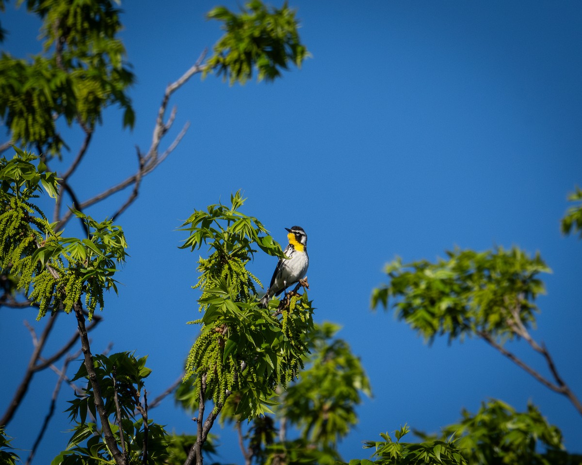 Goldkehl-Waldsänger - ML617229730