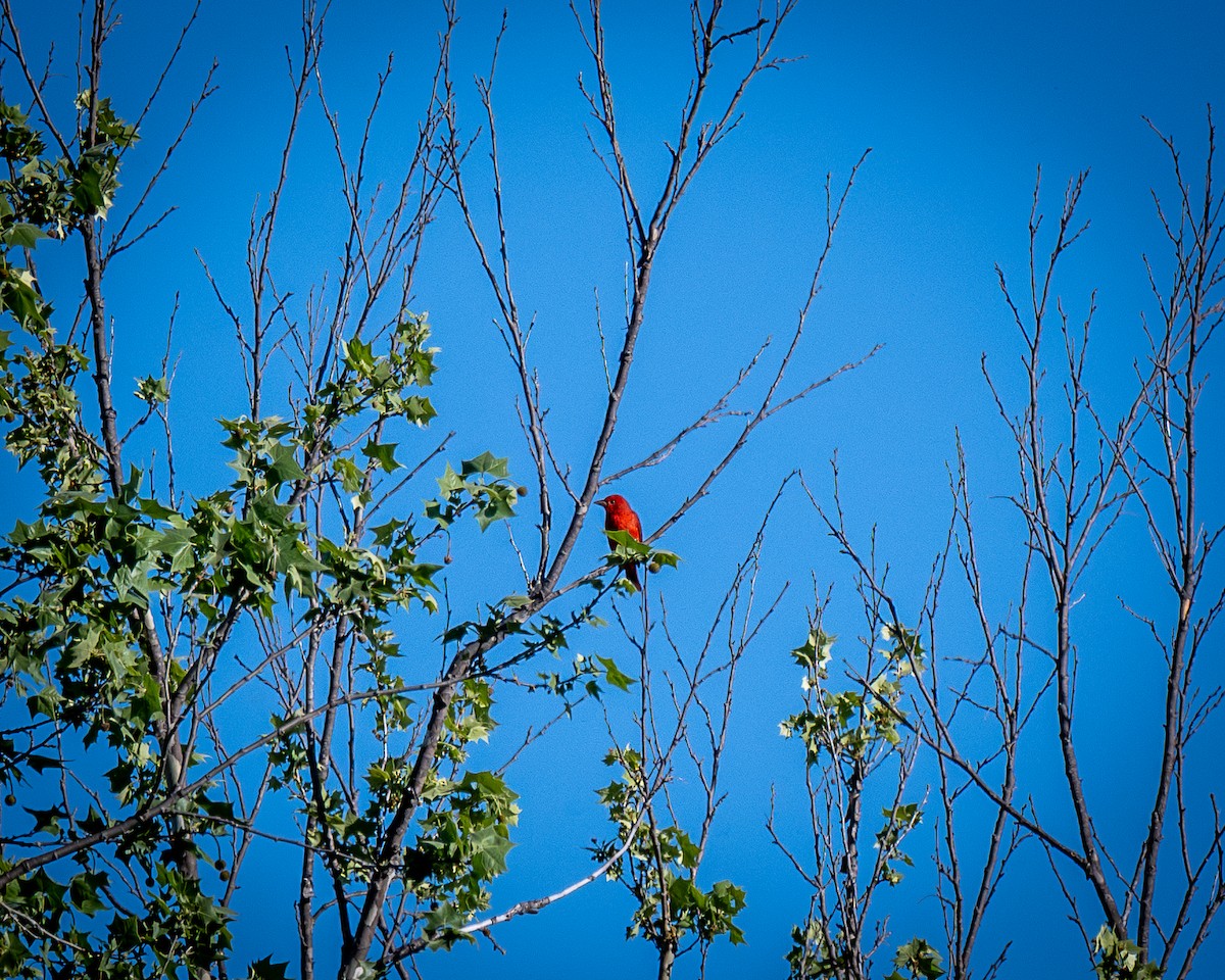 Summer Tanager - Kirk Miller