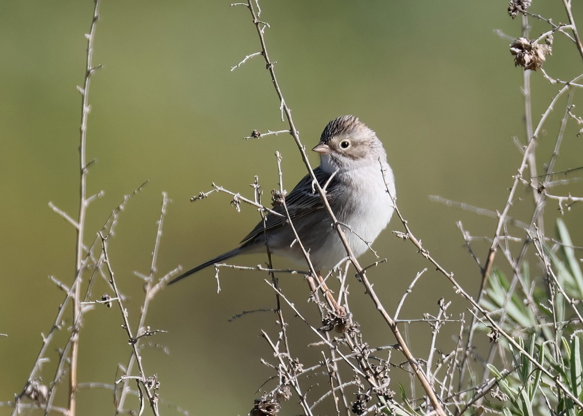 Brewer's Sparrow - ML617229806