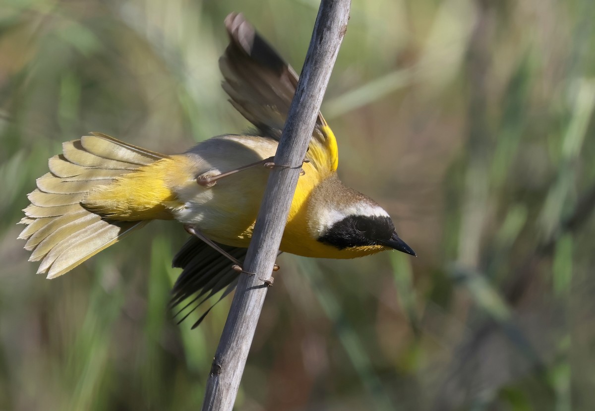 Common Yellowthroat - ML617229811