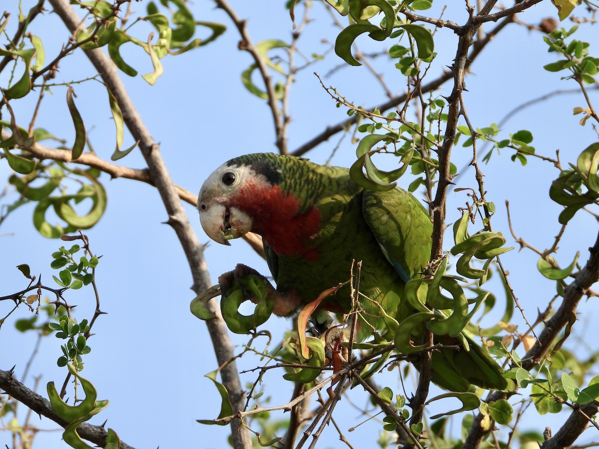 サクラボウシインコ - ML617229816