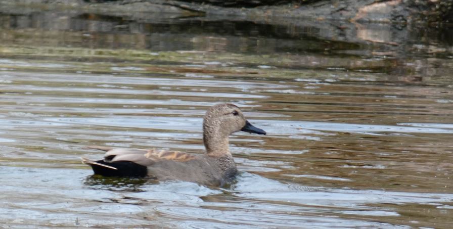 Gadwall - ML617229858