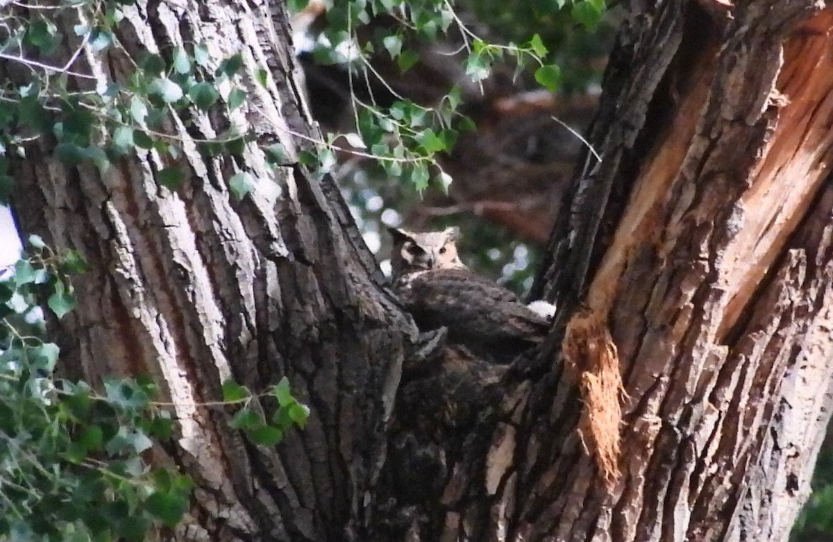 Great Horned Owl - ML617229864