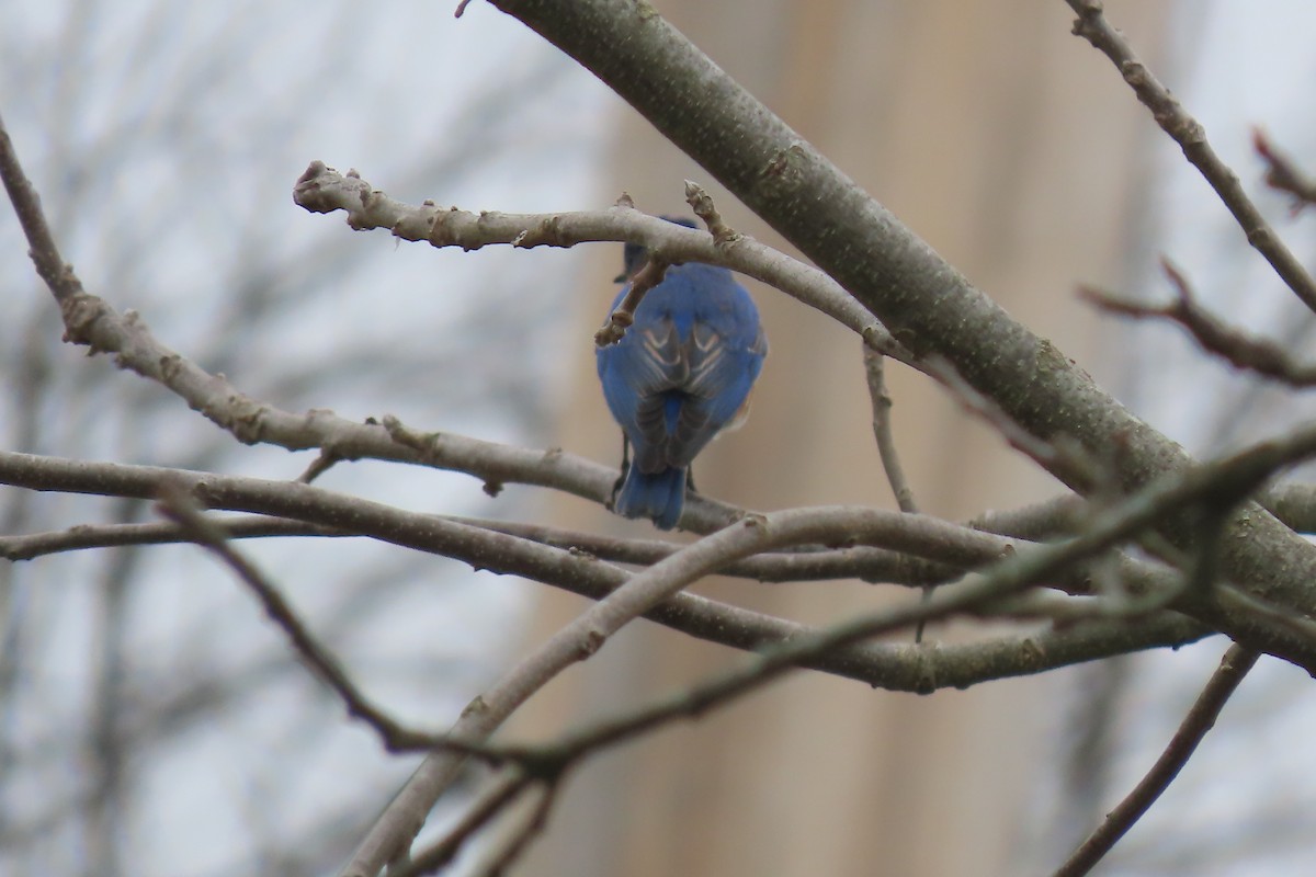 Eastern Bluebird - ML617229901