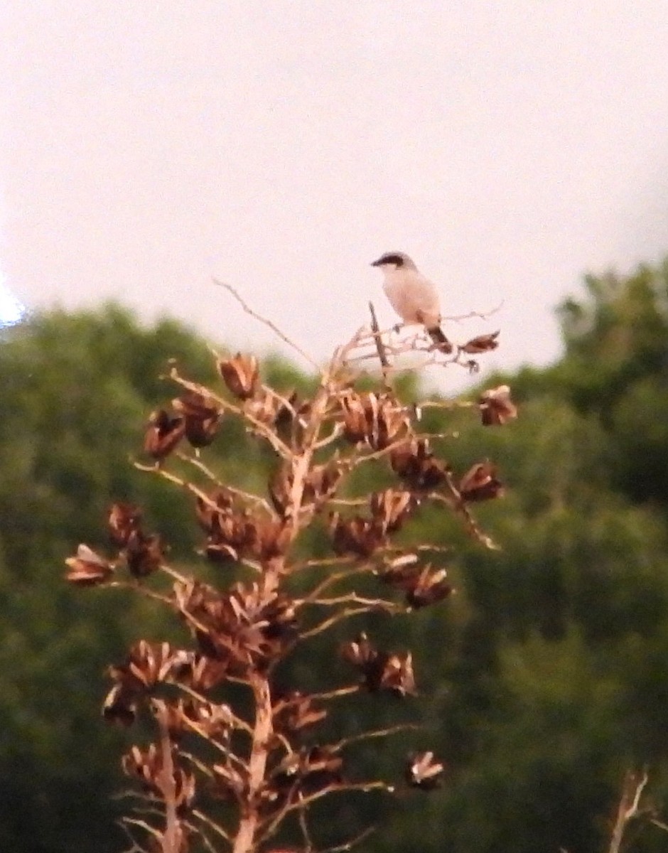 Pie-grièche migratrice - ML617229915