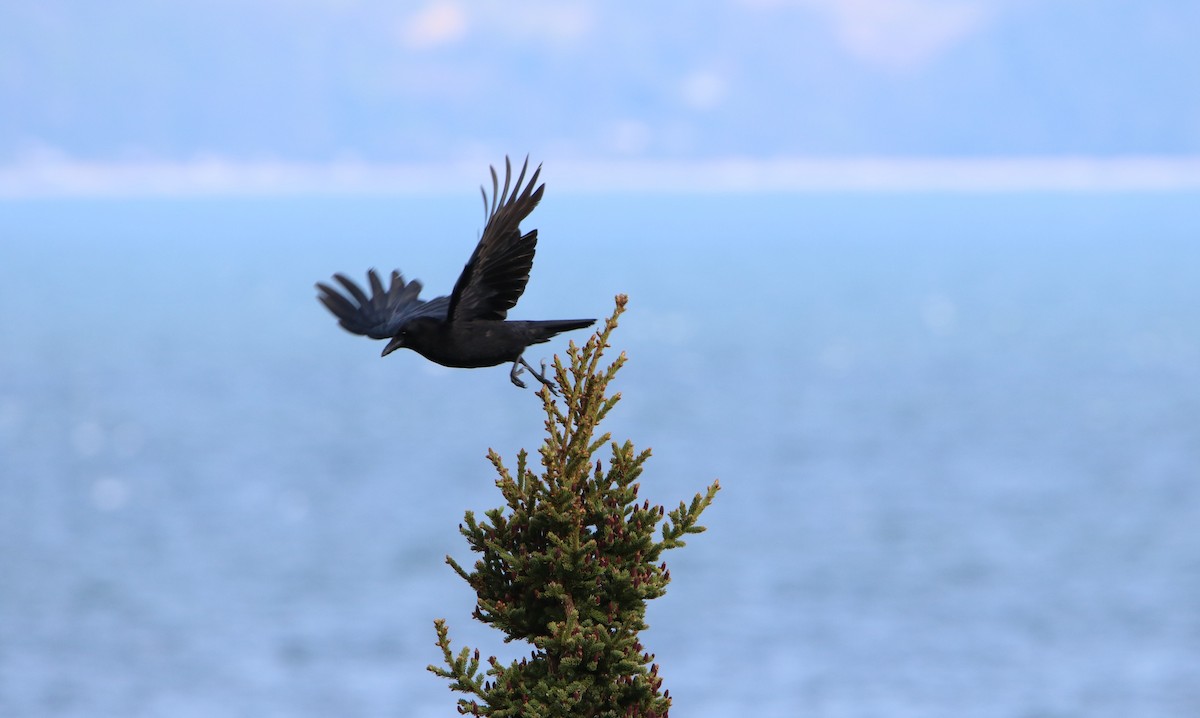 American Crow - Diane Eubanks