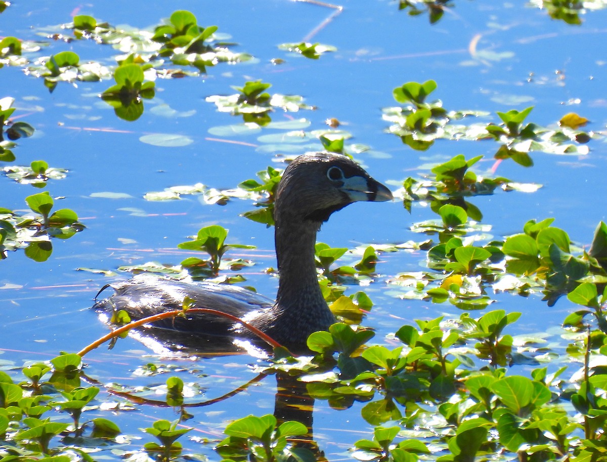 Pied-billed Grebe - ML617229980