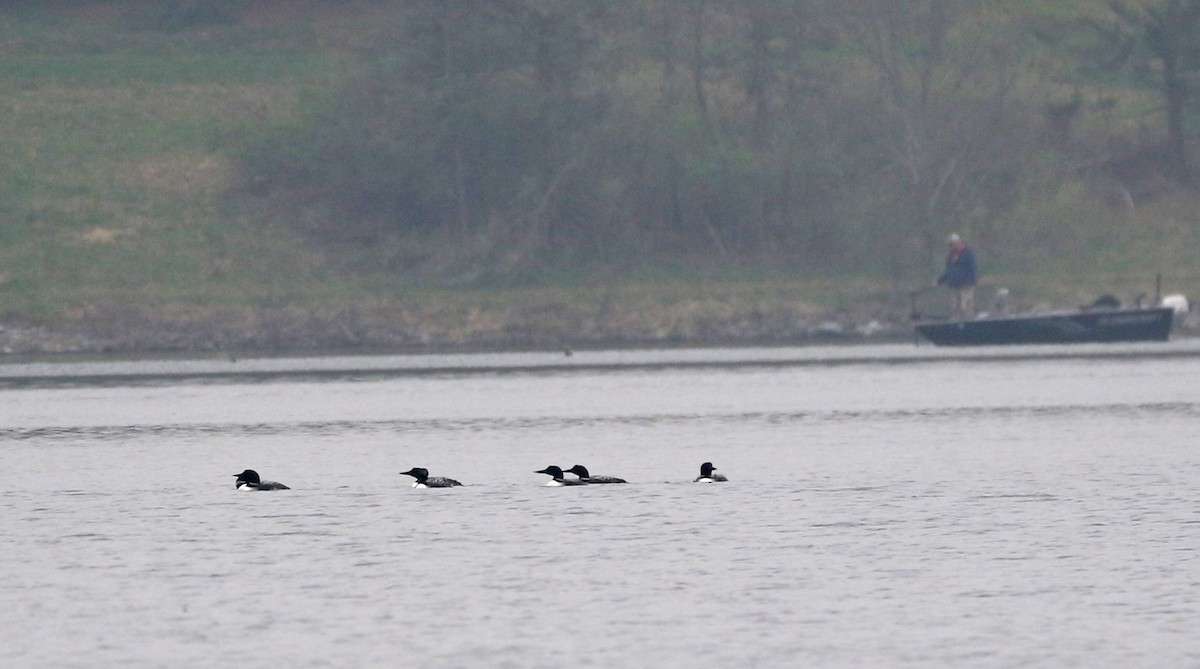 Common Loon - ML617229996