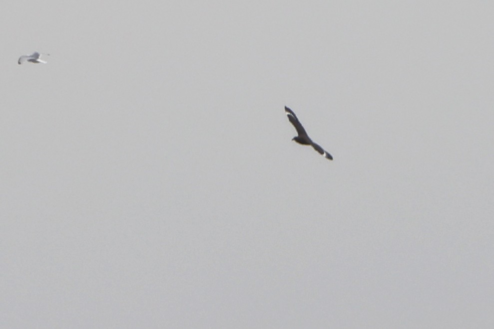 Great Skua - ML617230008