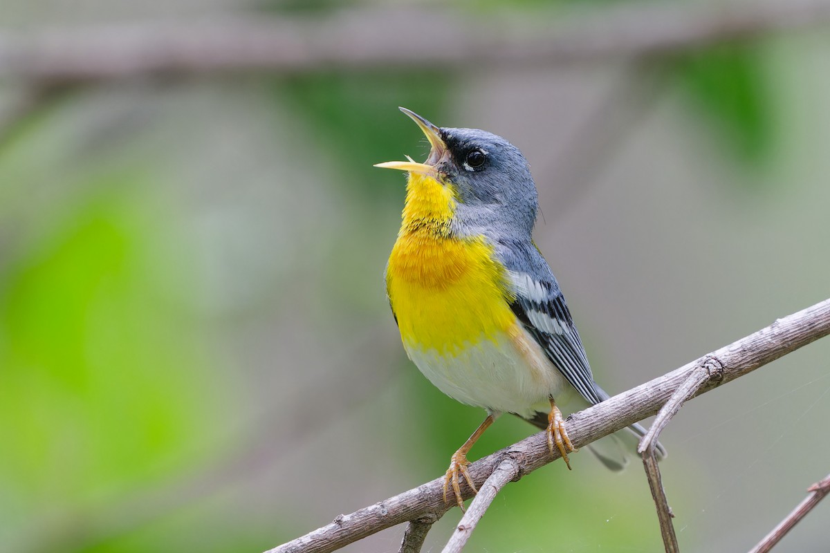 Northern Parula - Jonathan Casanova