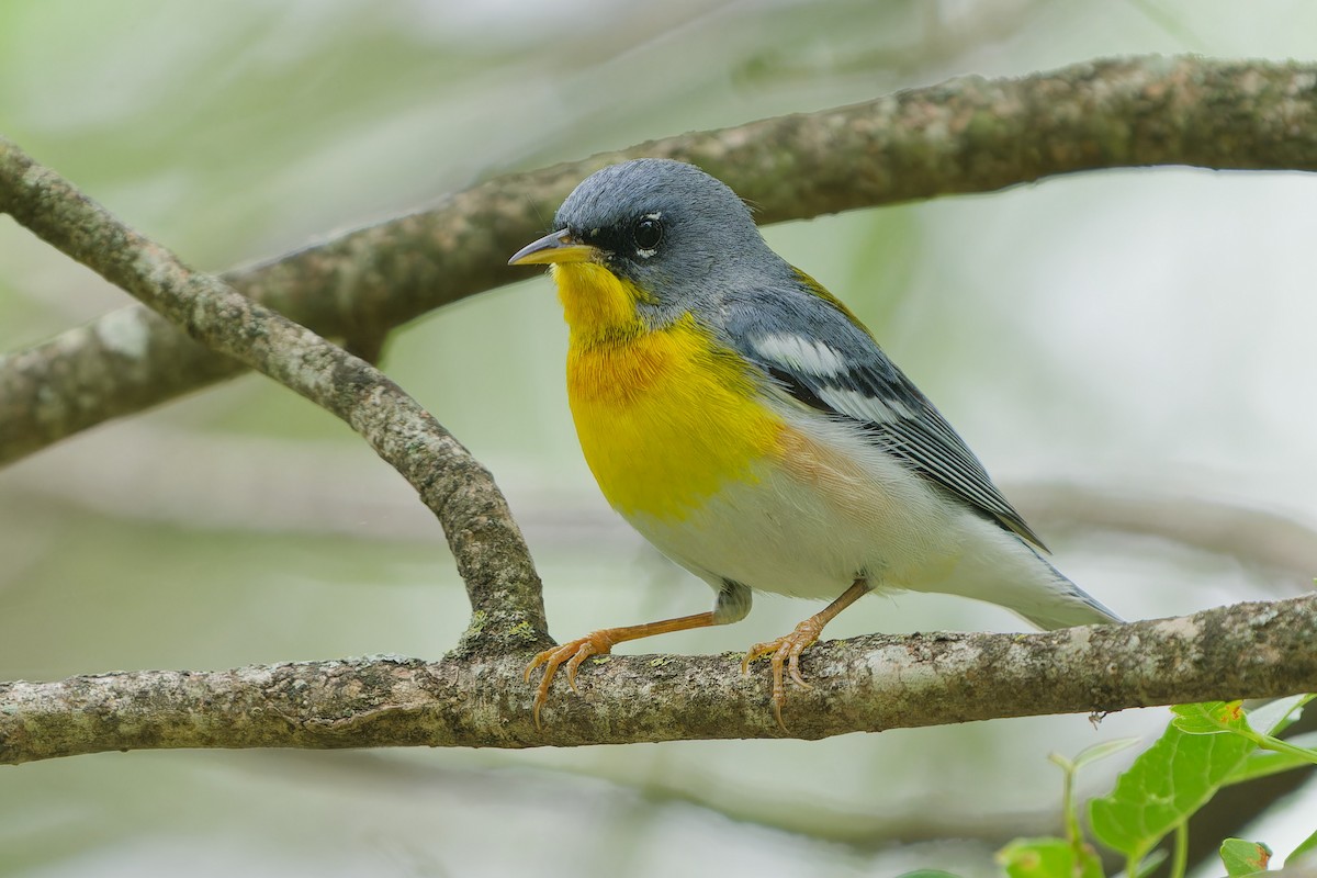 Northern Parula - Jonathan Casanova