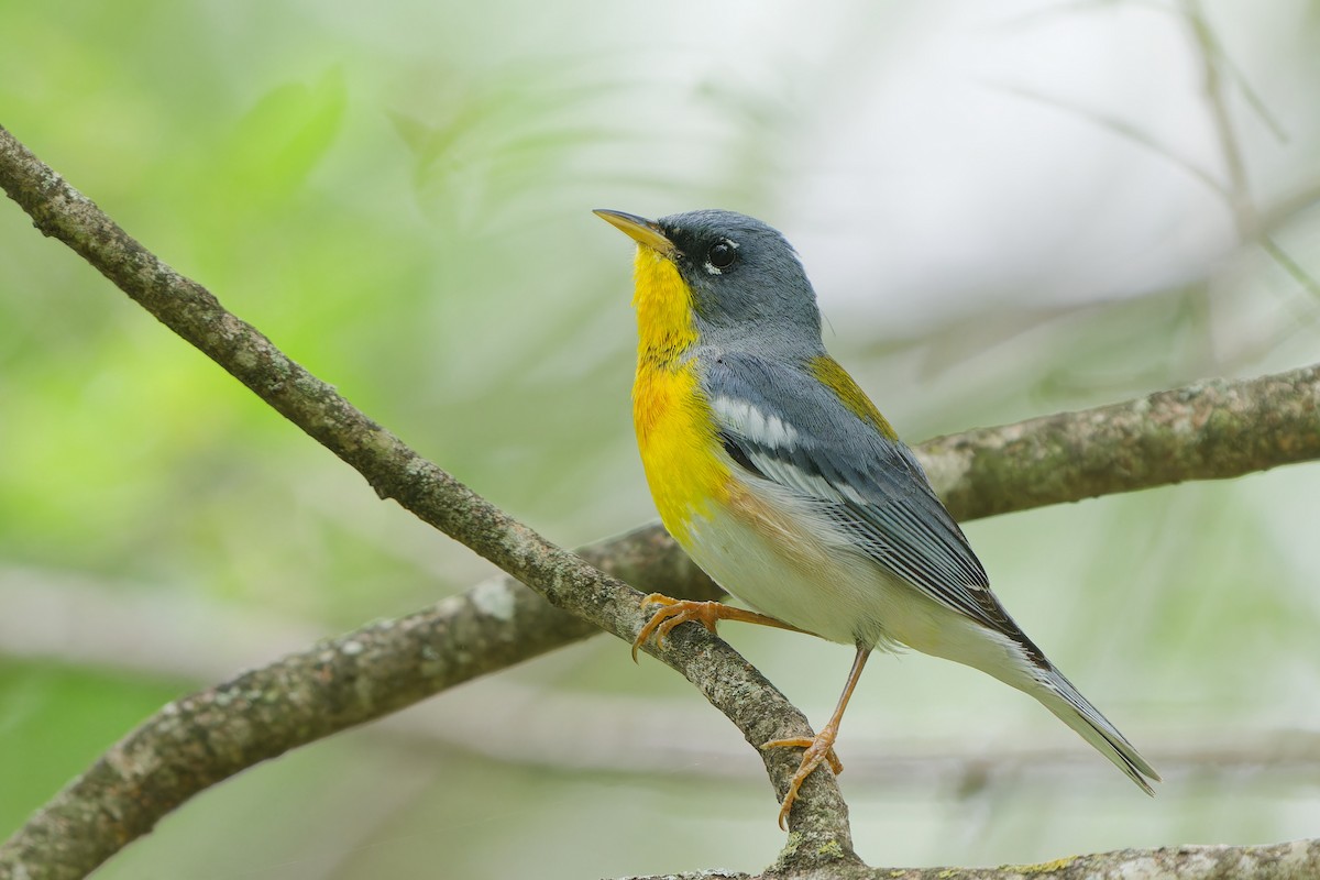 Northern Parula - Jonathan Casanova